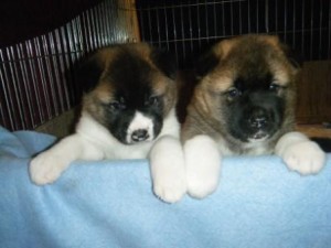 Puppie Pre-School