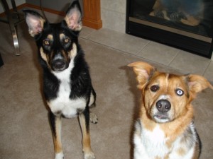 Sitting - in home training